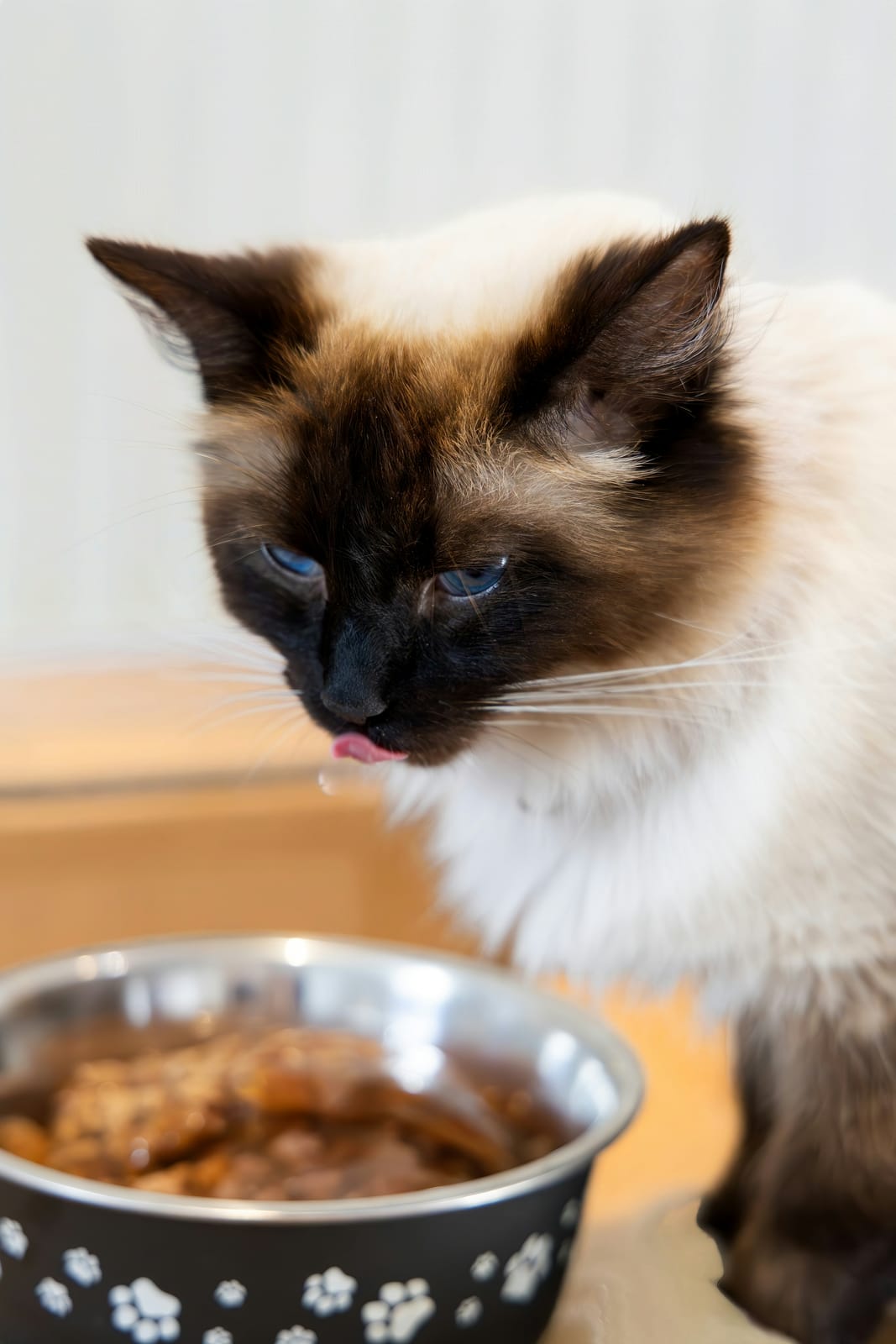 A cat eating from a bowl of wet food